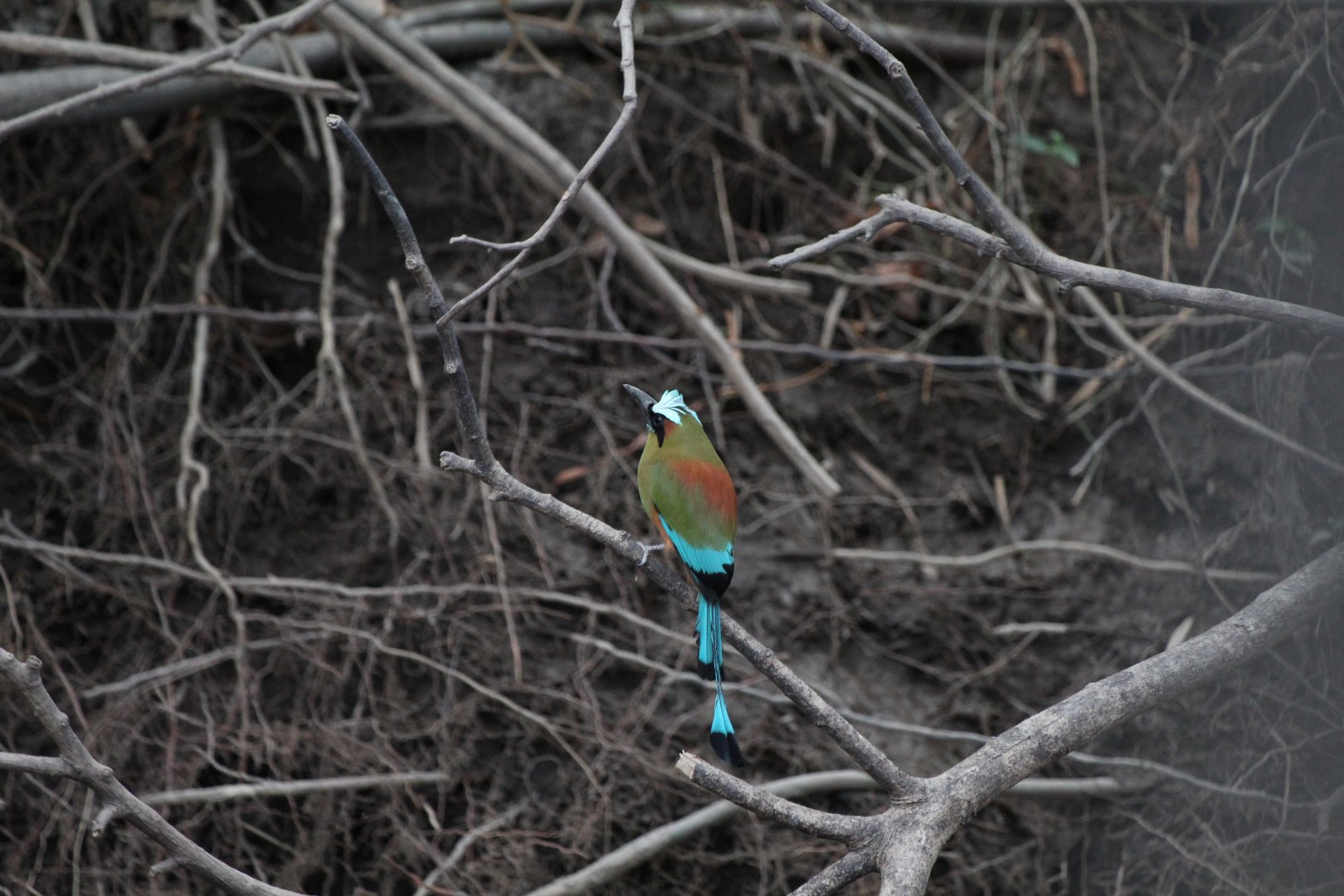Turquoise-browed Motmot