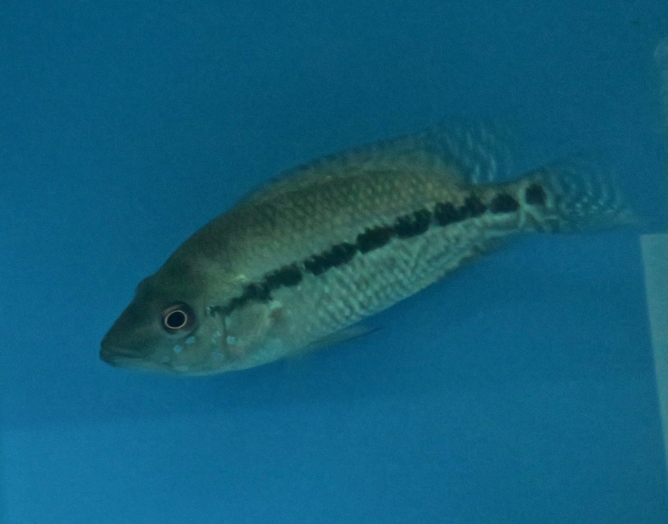 Turquoise Cichlid (Kronoheros umbiferus)