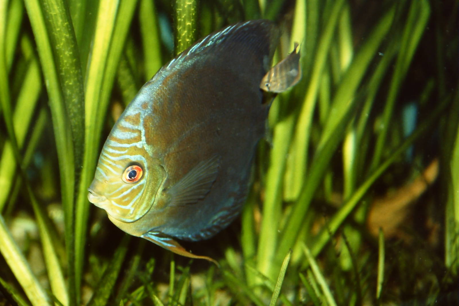 Turquoise Discus and baby Chester Zoo 24th November 2010