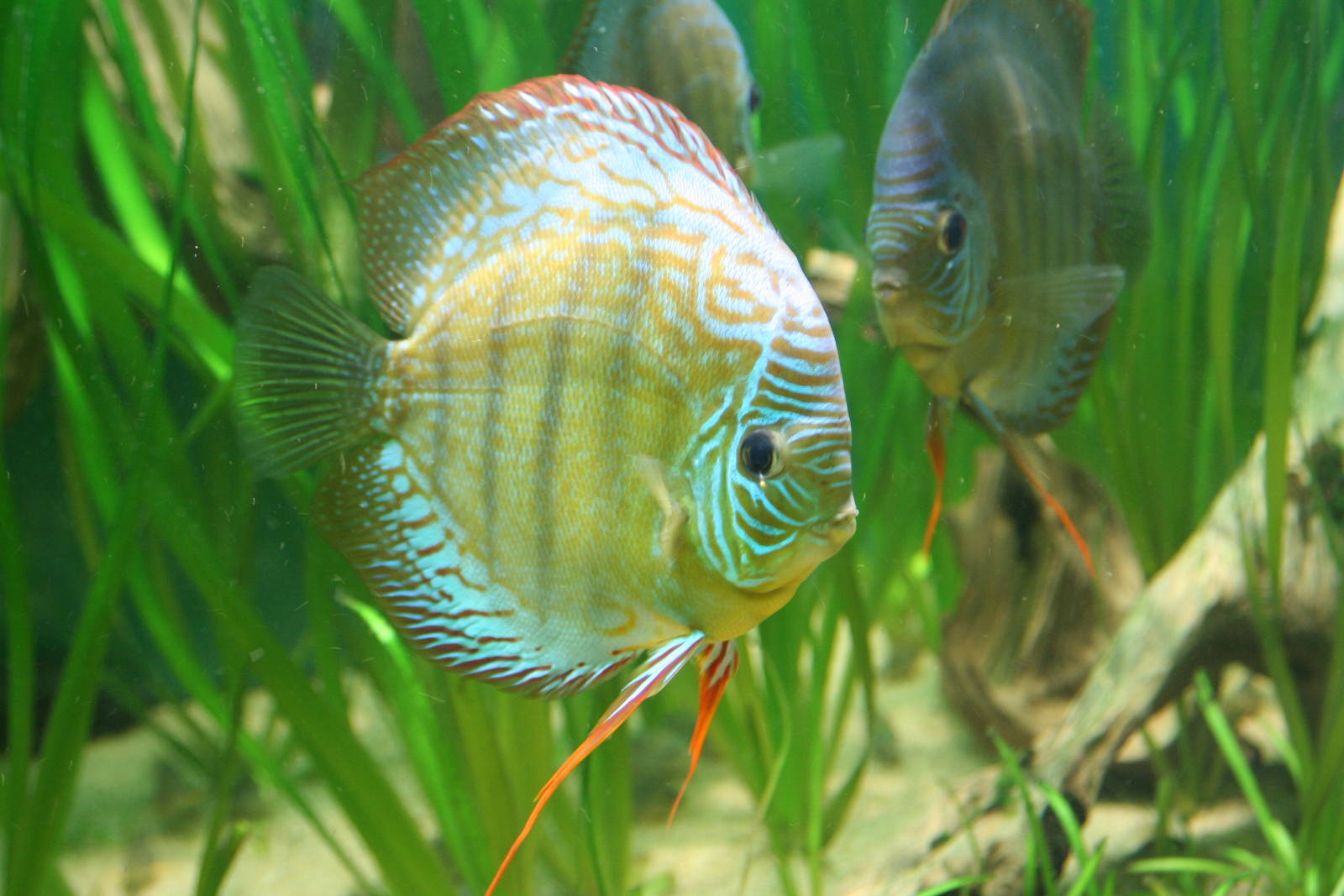 Turquoise Discus @ Chester; 21.07.2011