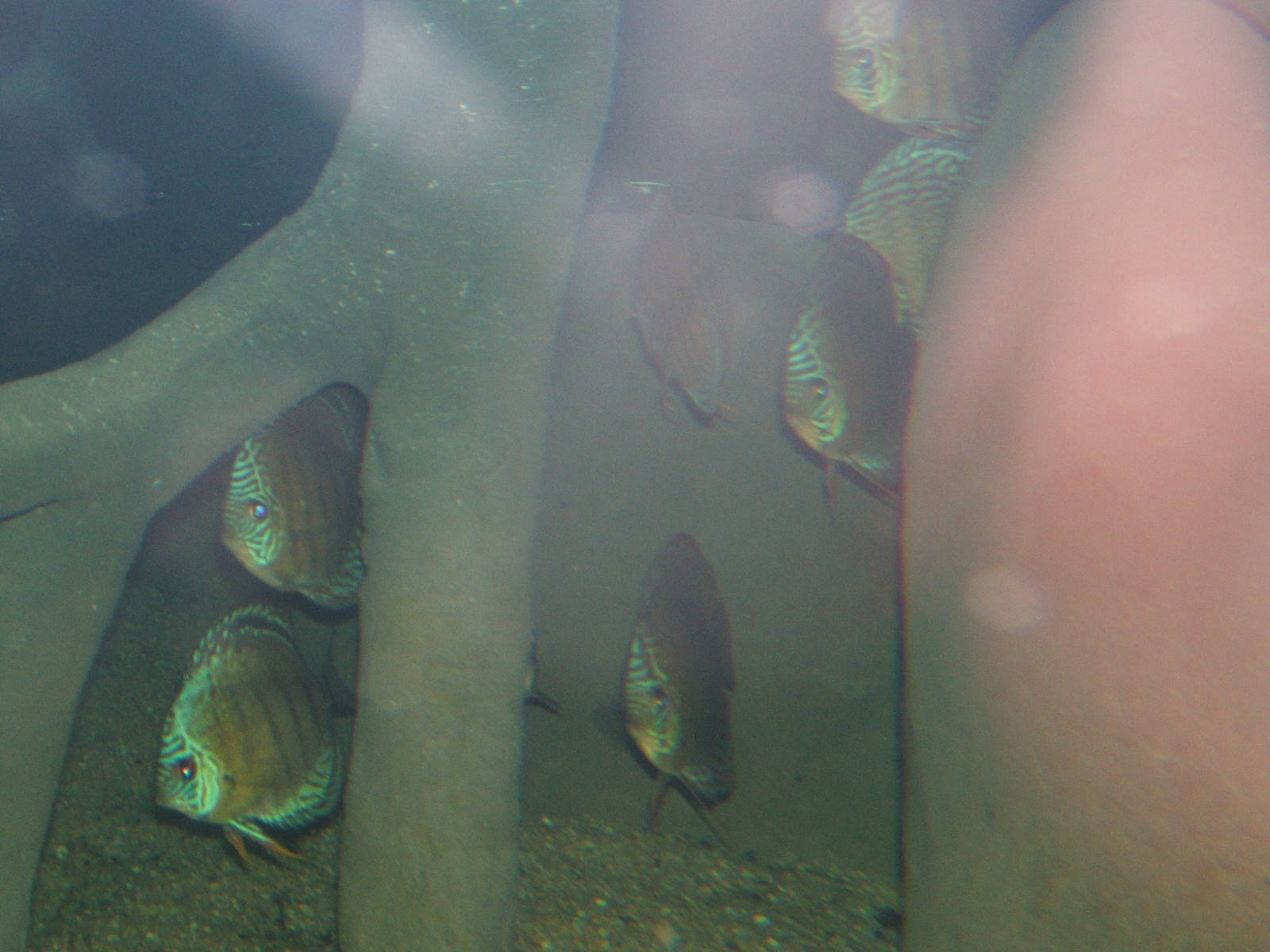 Turquoise Discus in the Jaguar House tank