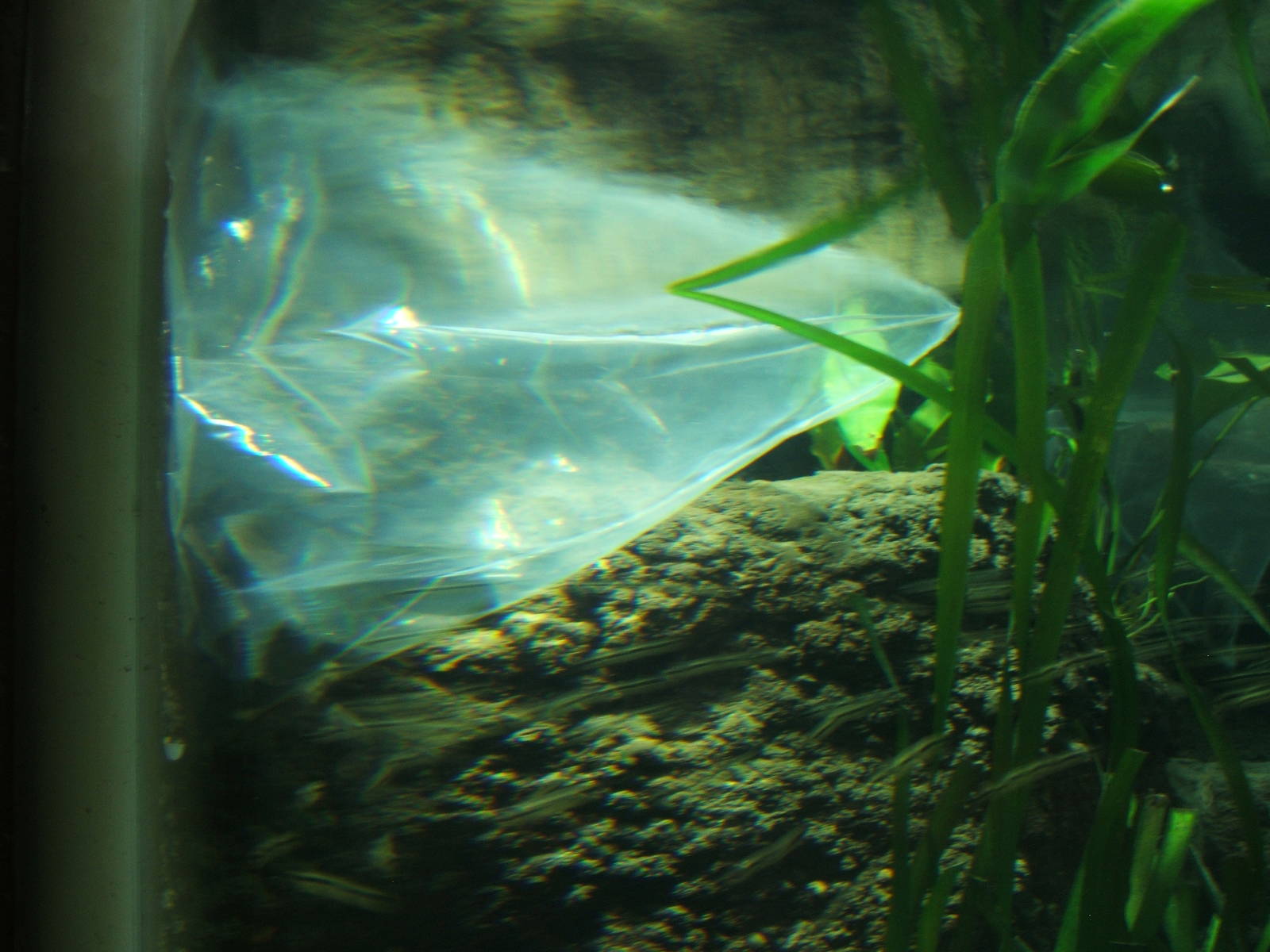 Turquoise Discus in the Jaguar House tank
