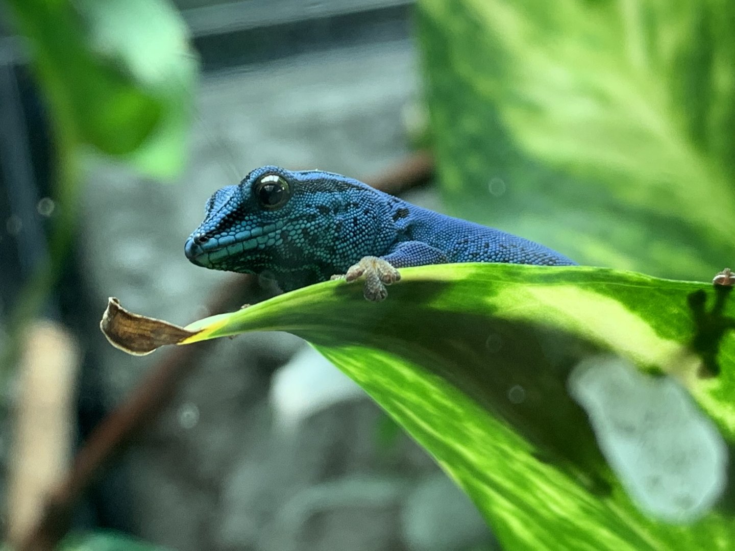 Turquoise Dwarf Gecko at London Zoo (2019)