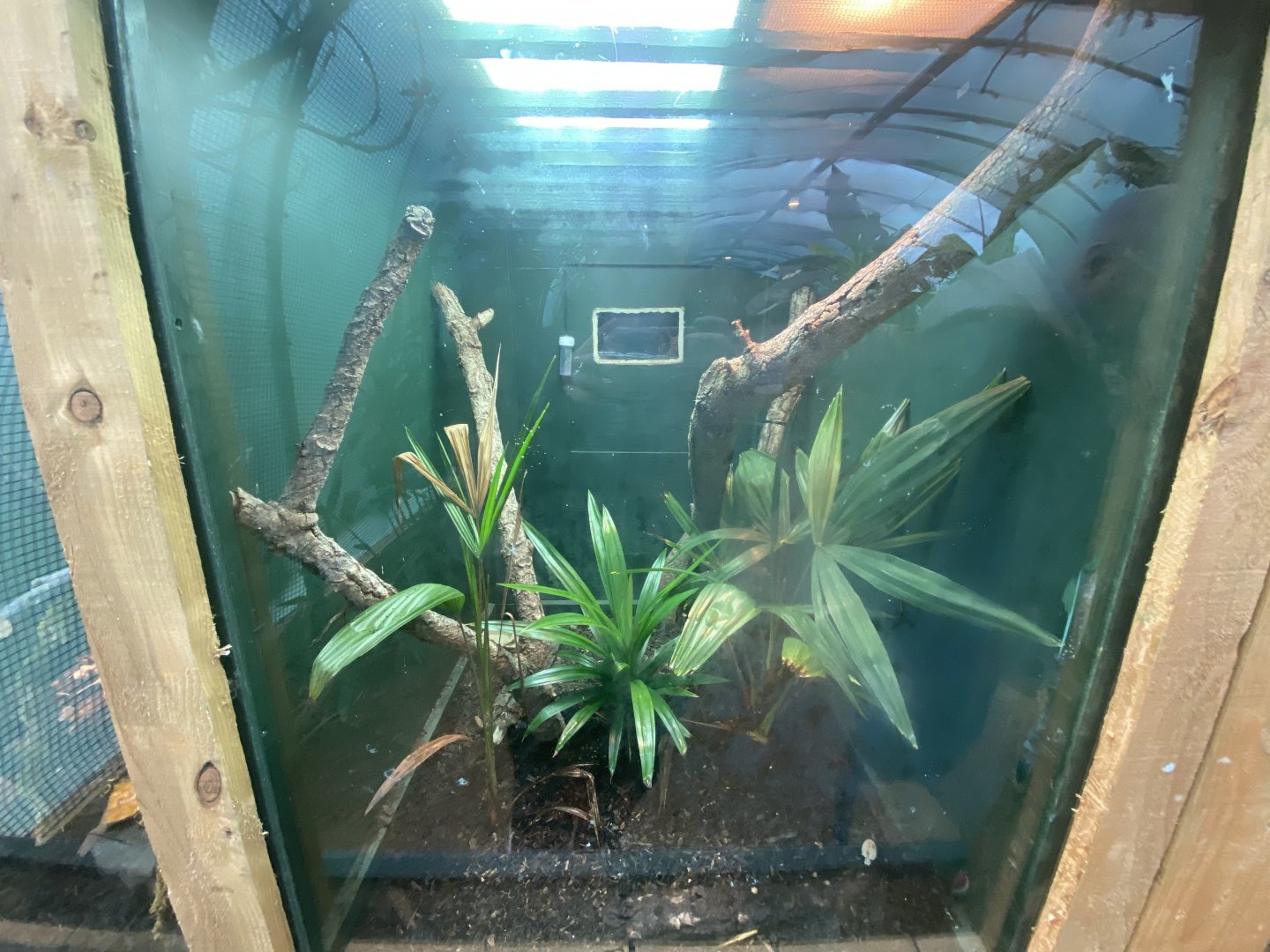 Turquoise dwarf gecko exhibit