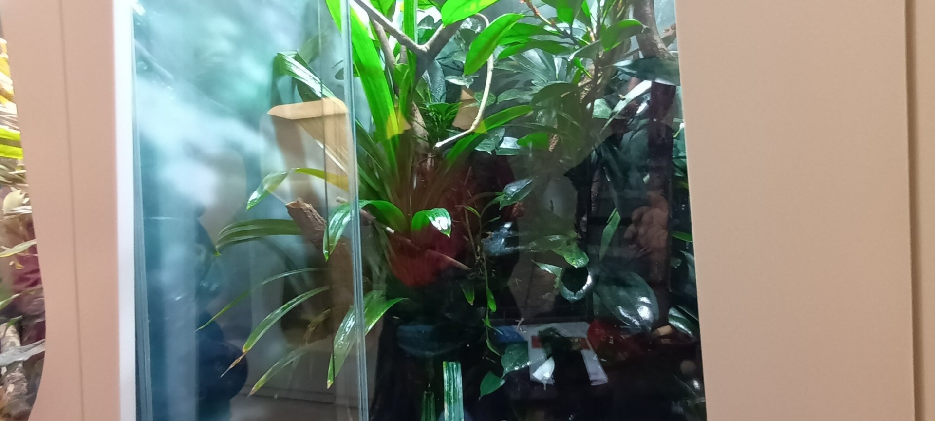 Turquoise dwarf Gecko Habitat