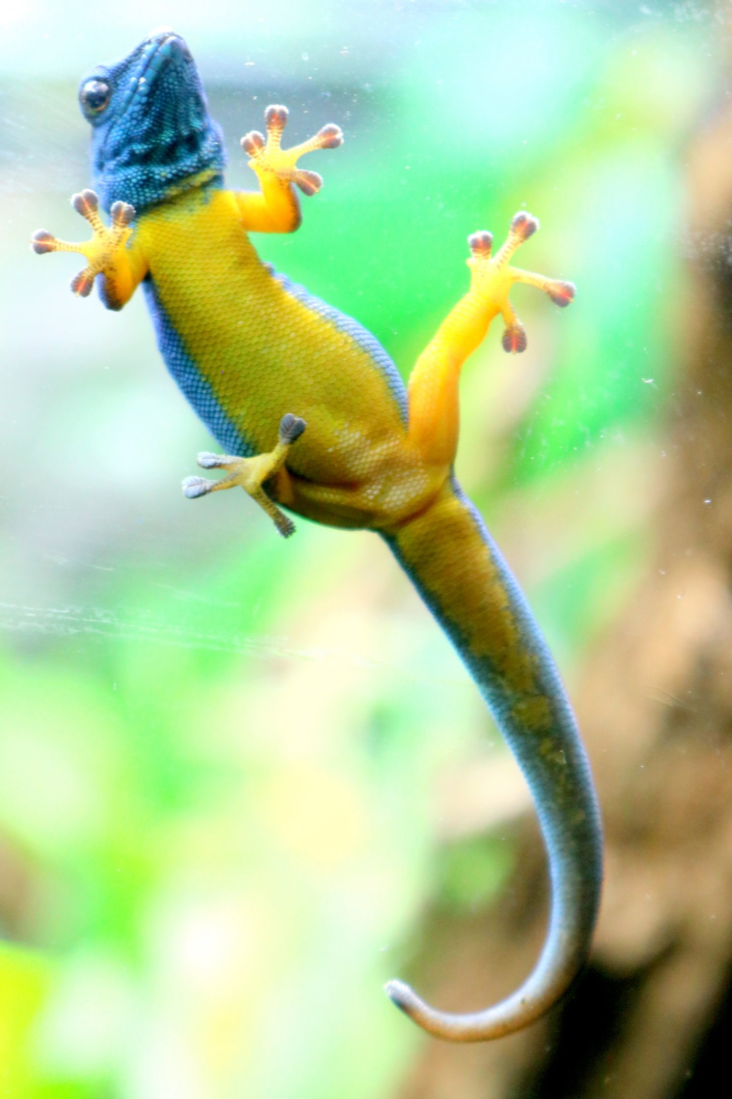 Turquoise dwarf gecko; London Zoo; 23rd June 2019