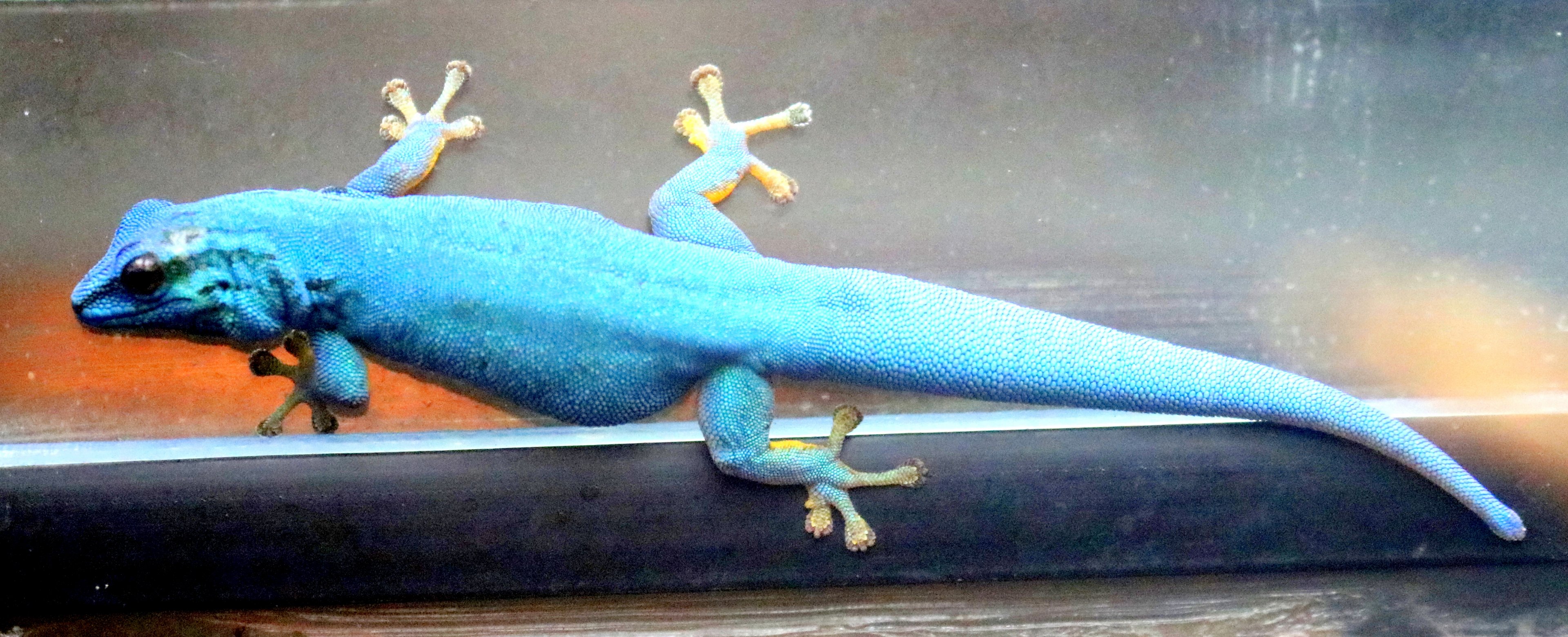 Turquoise dwarf gecko; London Zoo; 9th December 2019