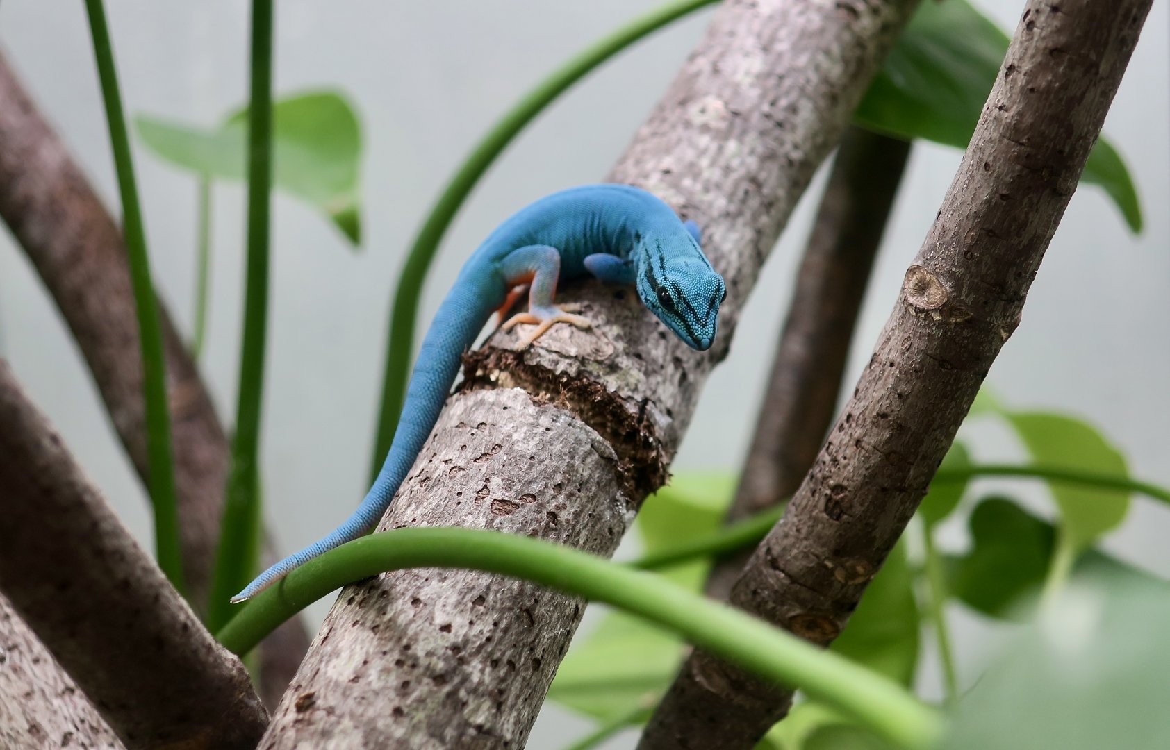 Turquoise Dwarf Gecko (Lygodactylus williamsi) male - The Gecko Gallery NYC