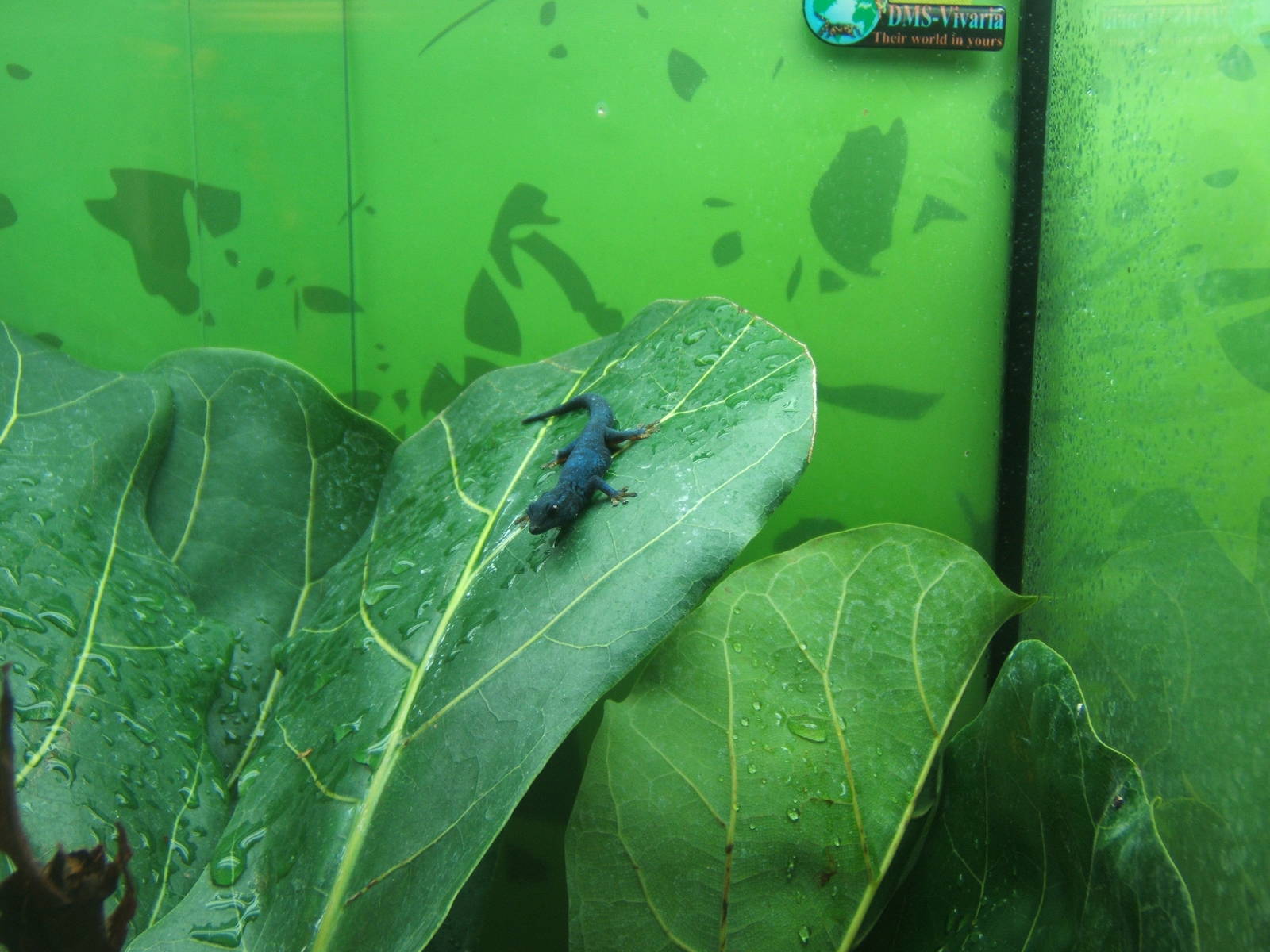 Turquoise Dwarf Gecko (Lygodactylus williamsi)