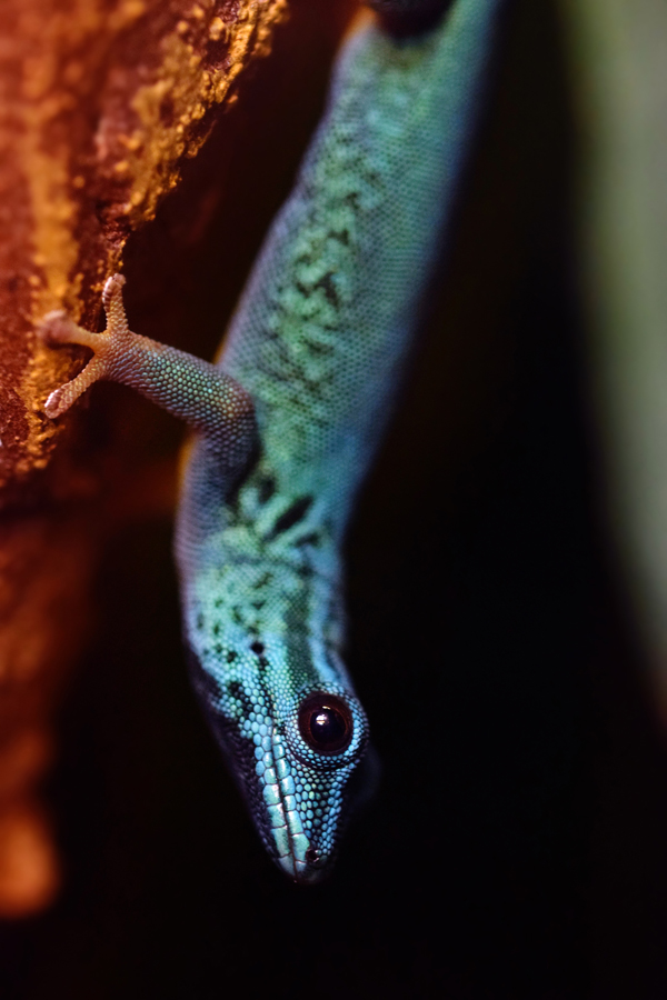 Turquoise Dwarf Gecko (Lygodactylus williamsi)