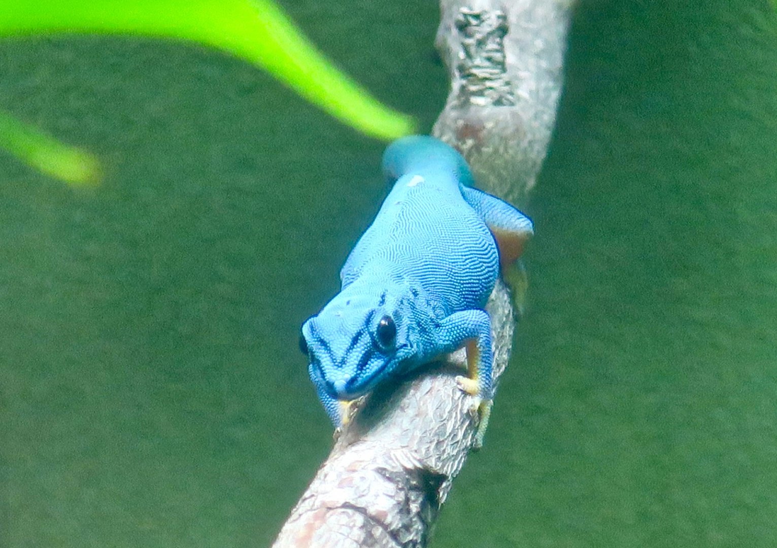 Turquoise Dwarf Gecko (Lygodactylus williamsi)