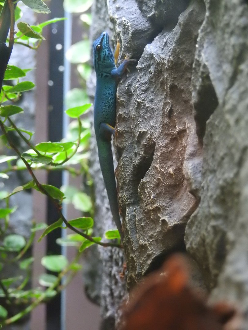 Turquoise Dwarf Gecko (Lygodactylus williamsi)