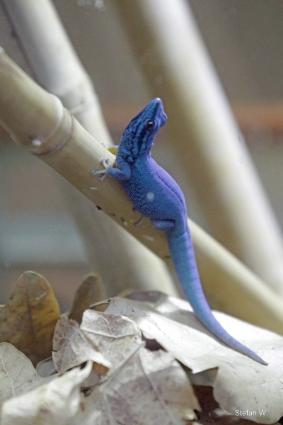 Turquoise dwarf gecko (Lygodactylus williamsi)