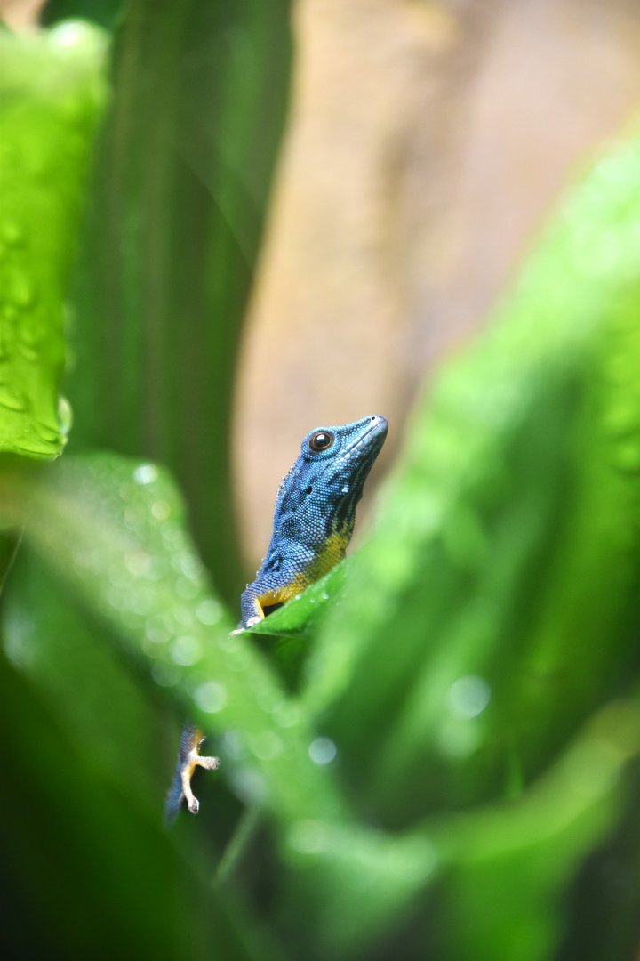 Turquoise dwarf gecko, Lygodactylus williamsi