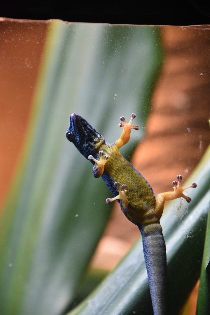Turquoise dwarf gecko, Lygodactylus williamsi