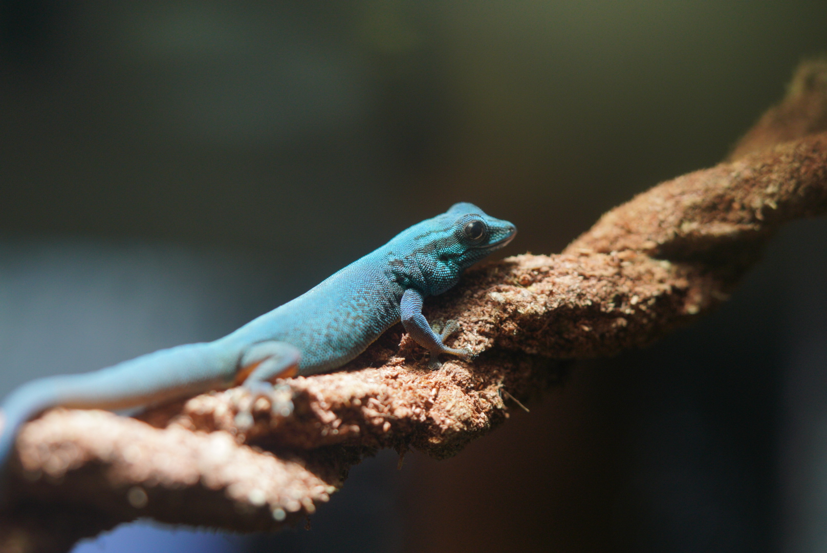 Turquoise Dwarf Gecko // Osher Rainforest