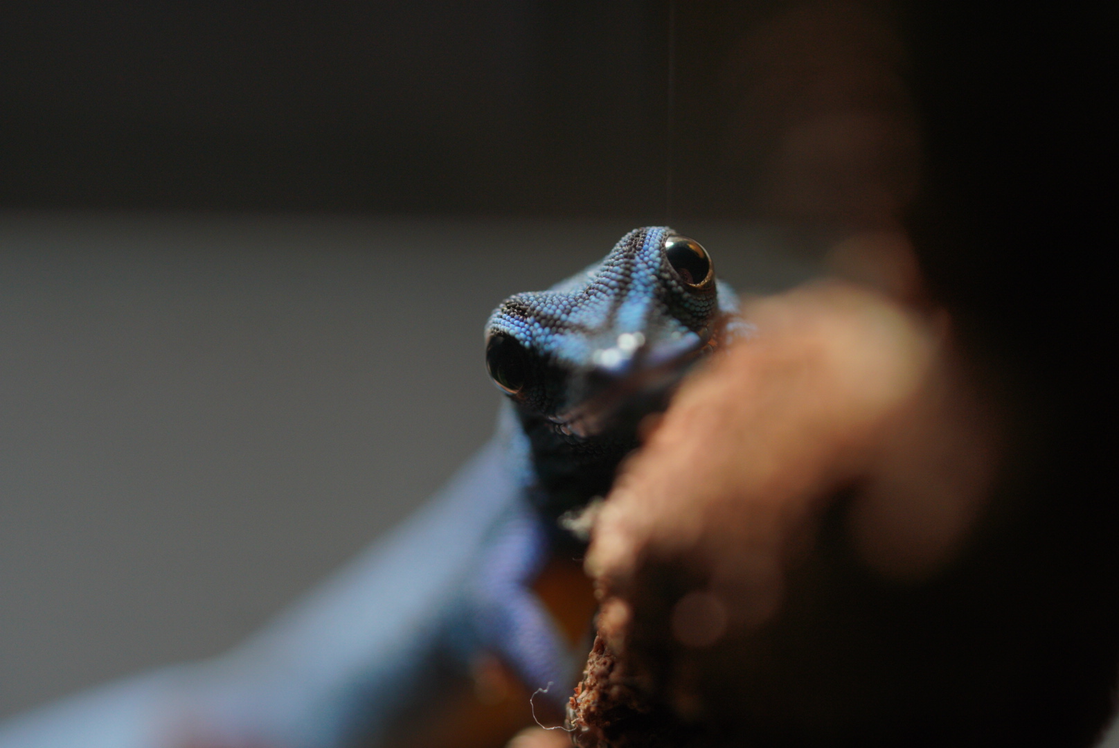 Turquoise Dwarf Gecko // Other Rainforest