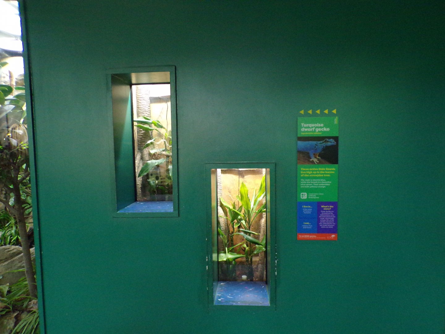 Turquoise dwarf gecko terrarium 11.2.25