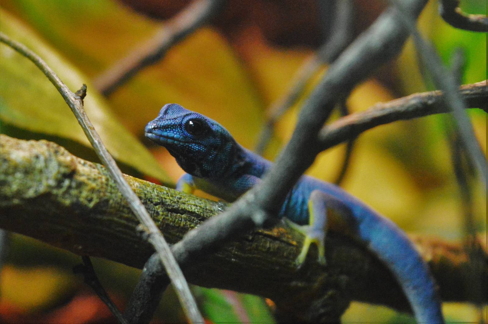 Turquoise dwarf gecko