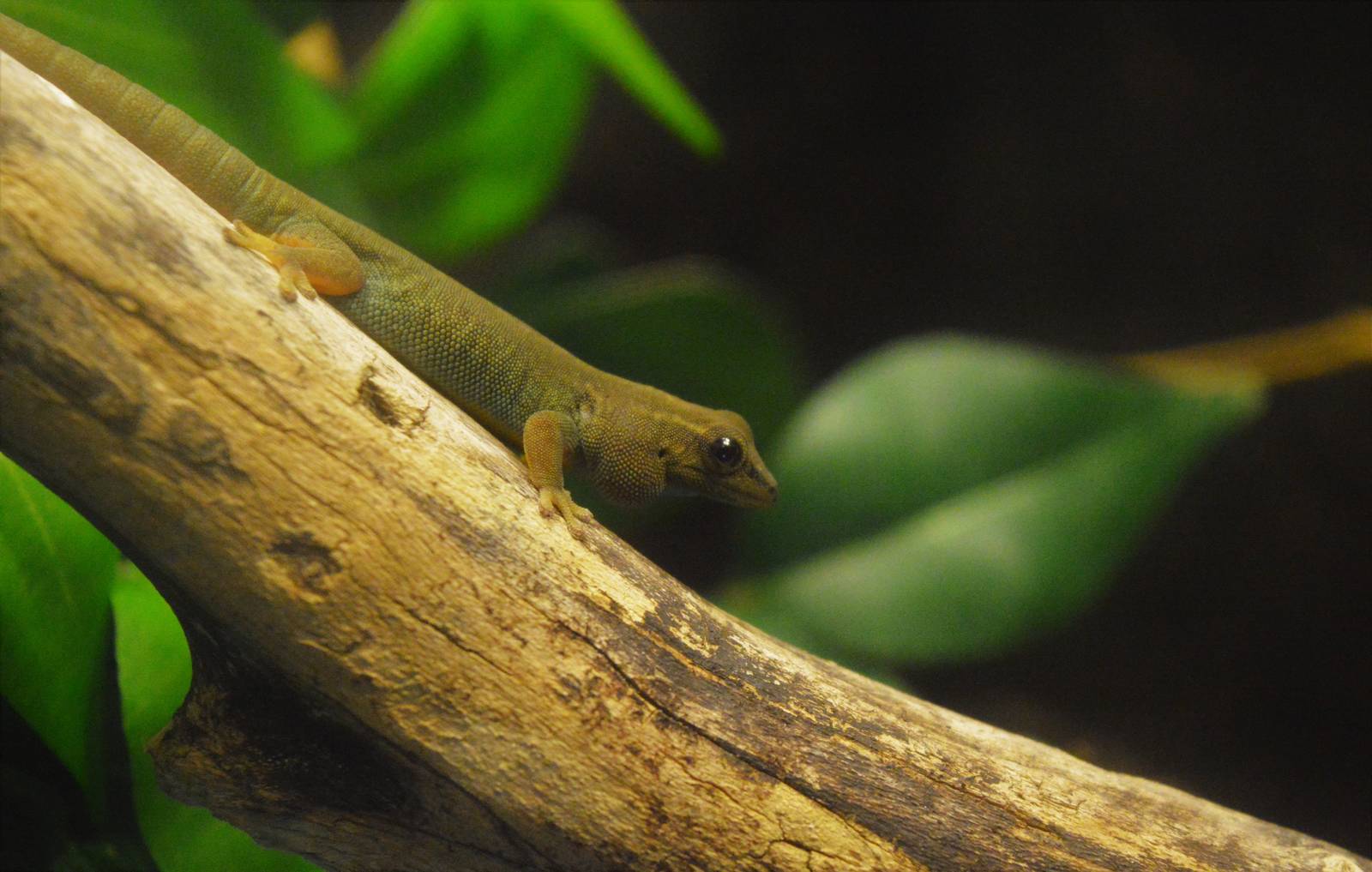 Turquoise dwarf gecko