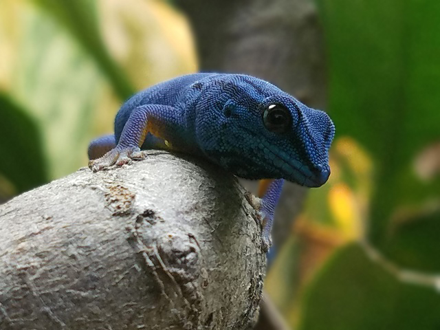 Turquoise Dwarf Gecko