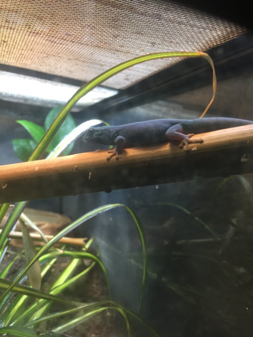 Turquoise Dwarf Gecko