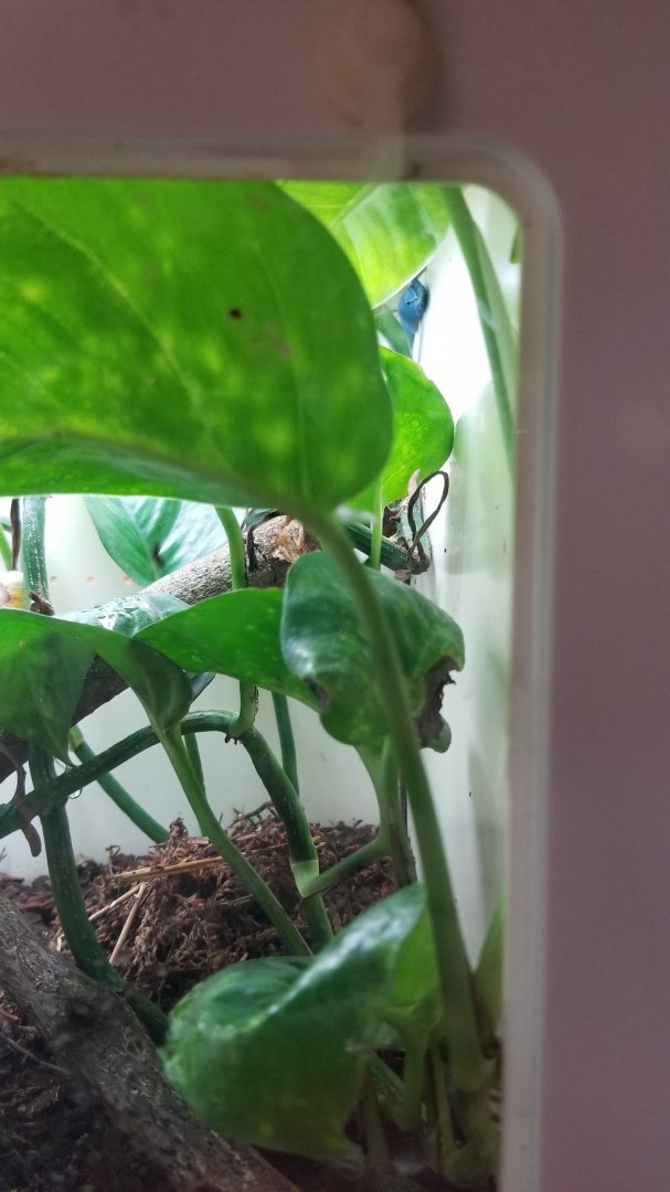 Turquoise Dwarf Gecko