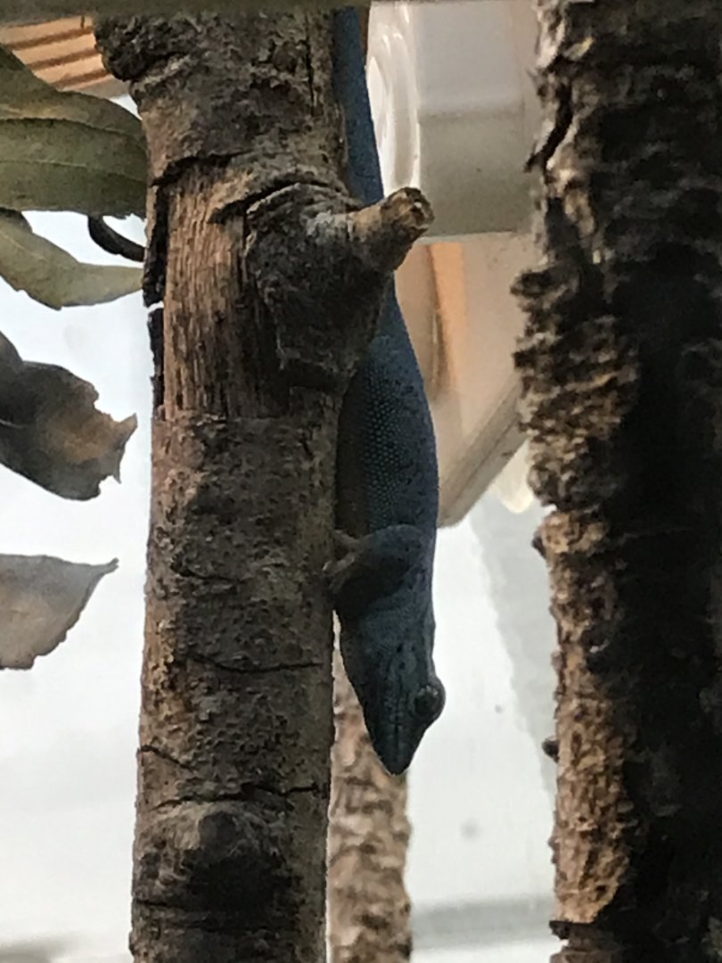 Turquoise dwarf gecko