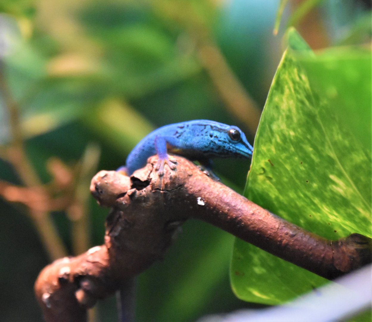 Turquoise dwarf gecko
