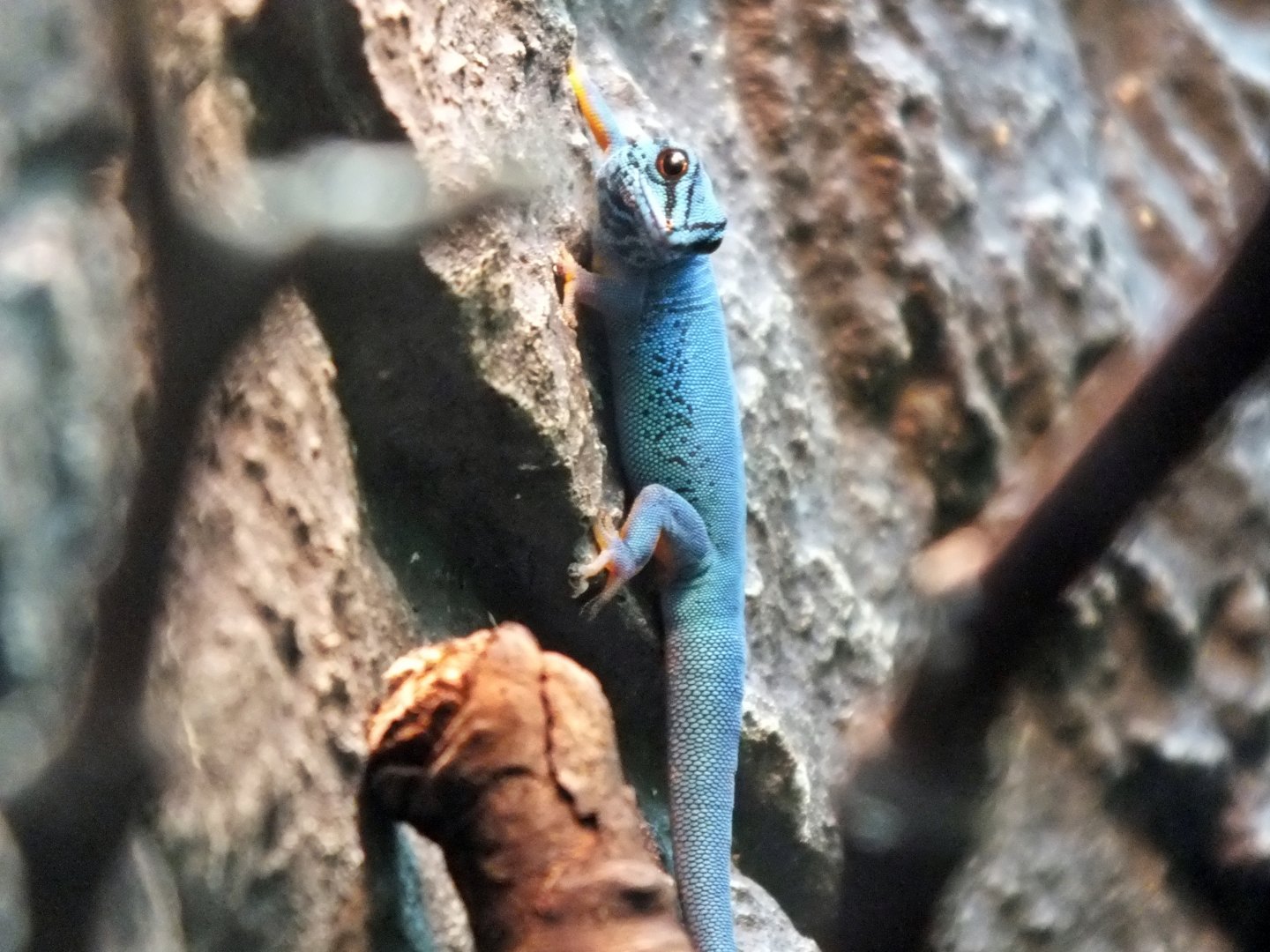 Turquoise dwarf gecko