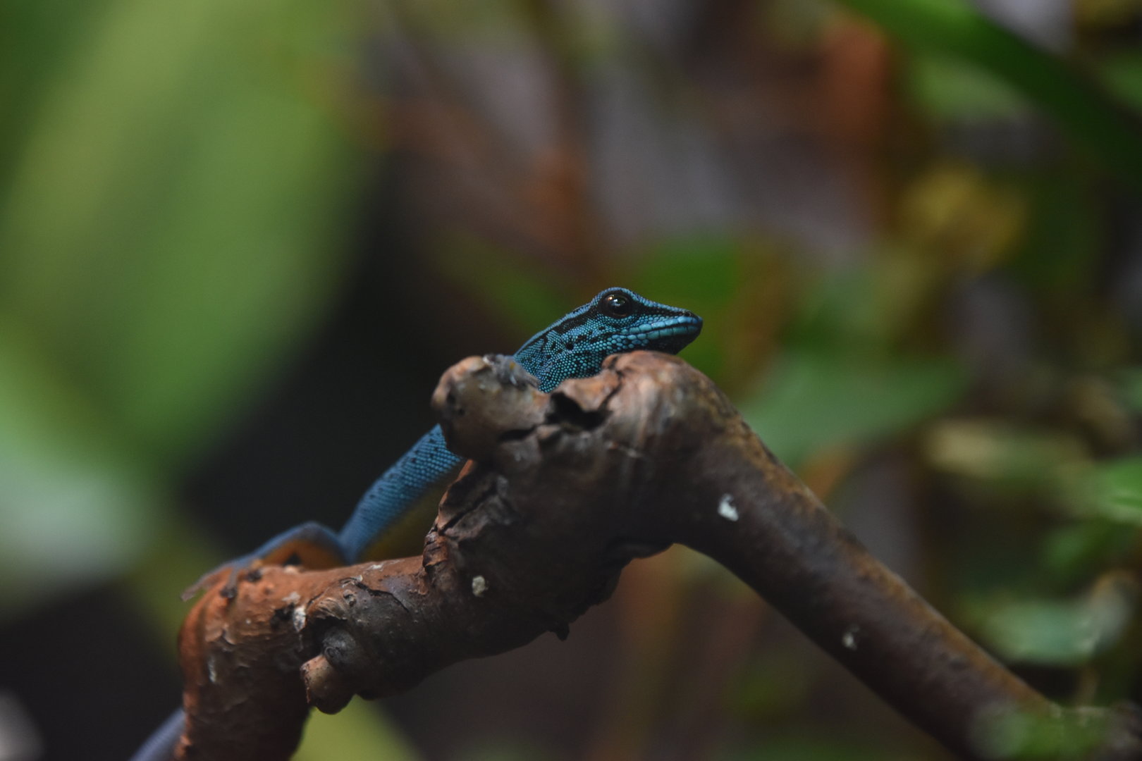 Turquoise dwarf gecko