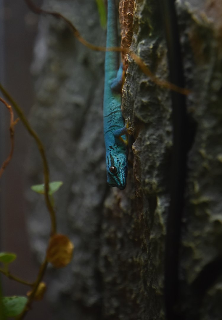 Turquoise dwarf gecko