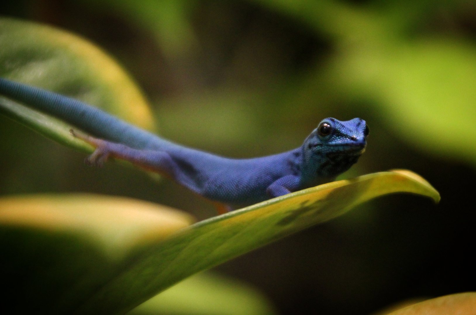 Turquoise Dwarf Gecko
