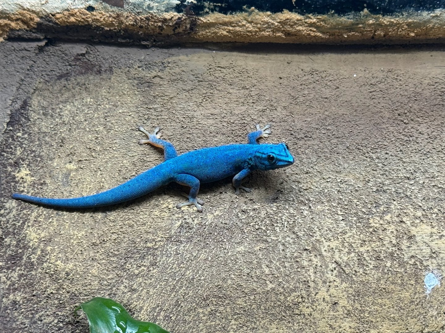 Turquoise Dwarf Gecko