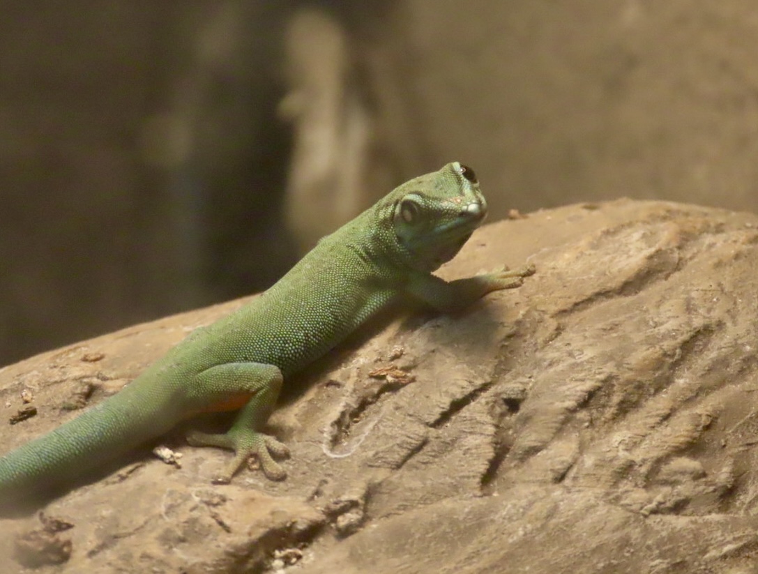 Turquoise Dwarf Gecko