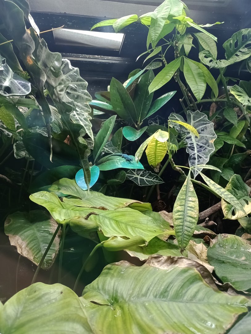 Turquoise dwarf gecko