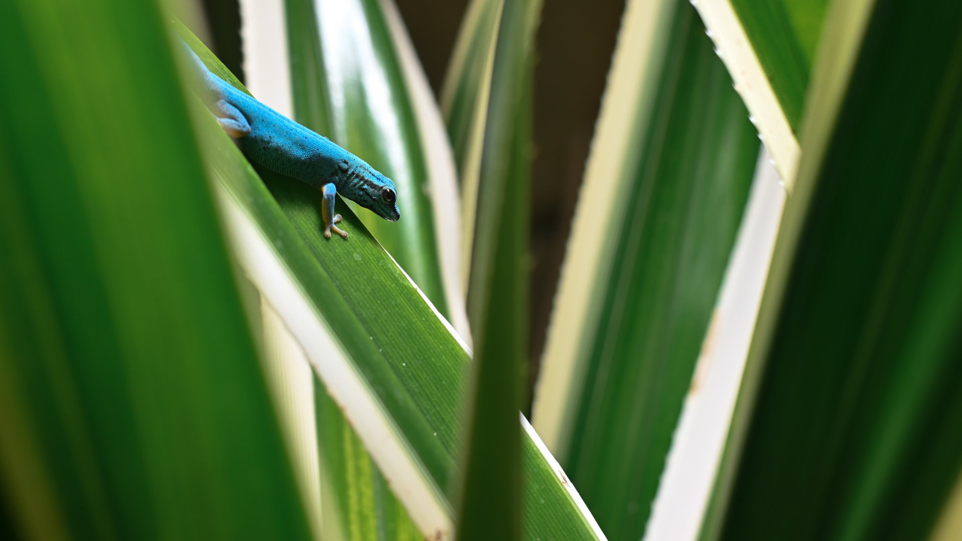 Turquoise dwarf gecko