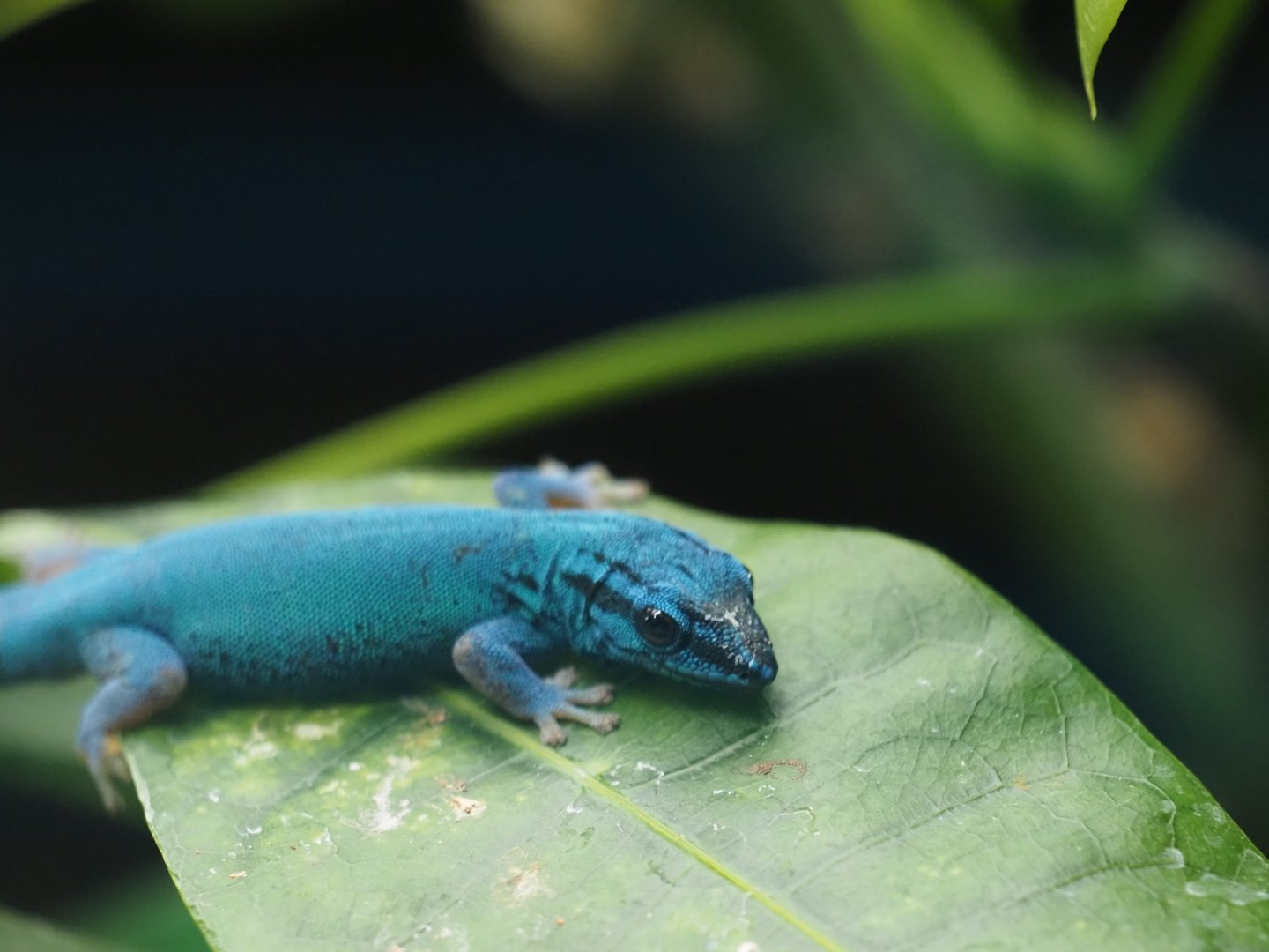 Turquoise Dwarf Gecko