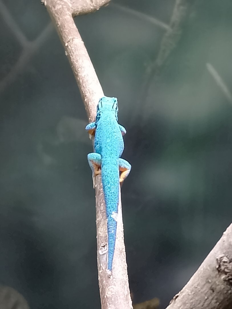 Turquoise dwarf gecko