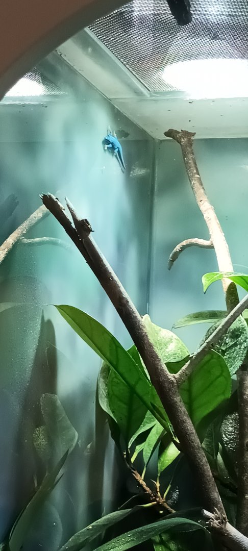 Turquoise dwarf Gecko