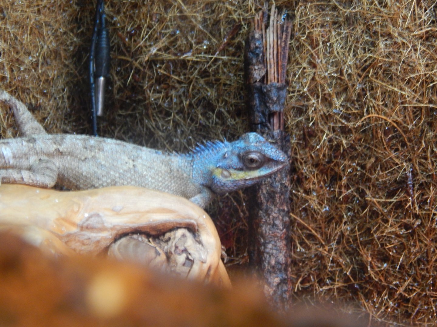 Turquoise Forest Lizard