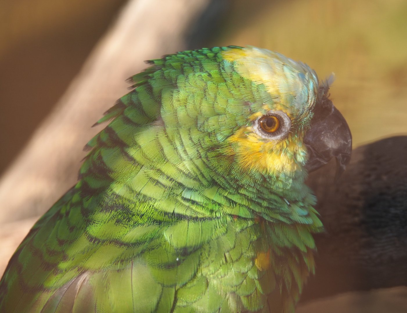 Turquoise-fronted amazon (Amazona aestiva), 2020-09-12