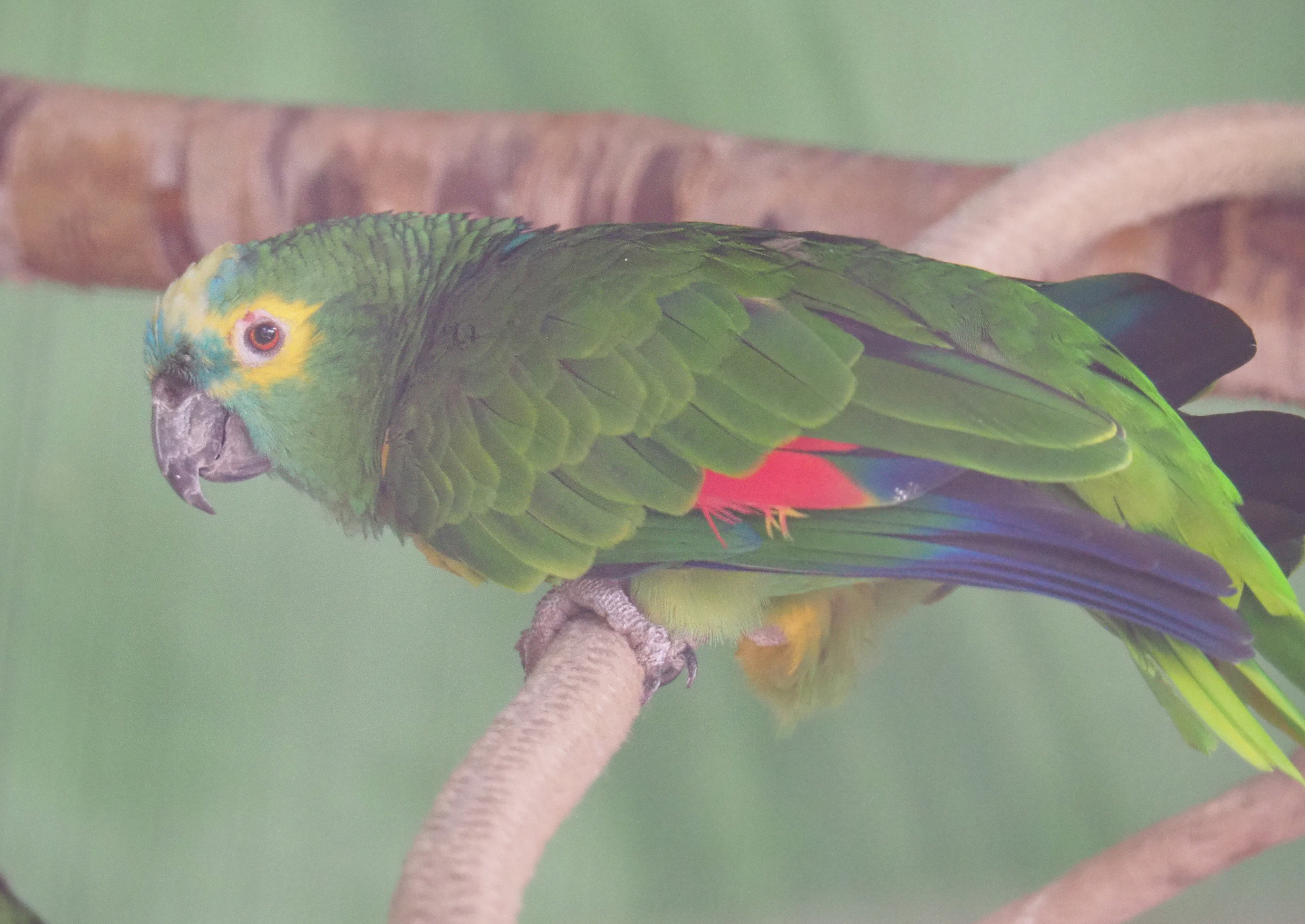 Turquoise-fronted Amazon (Amazona aestiva aestiva), 2019-08-04