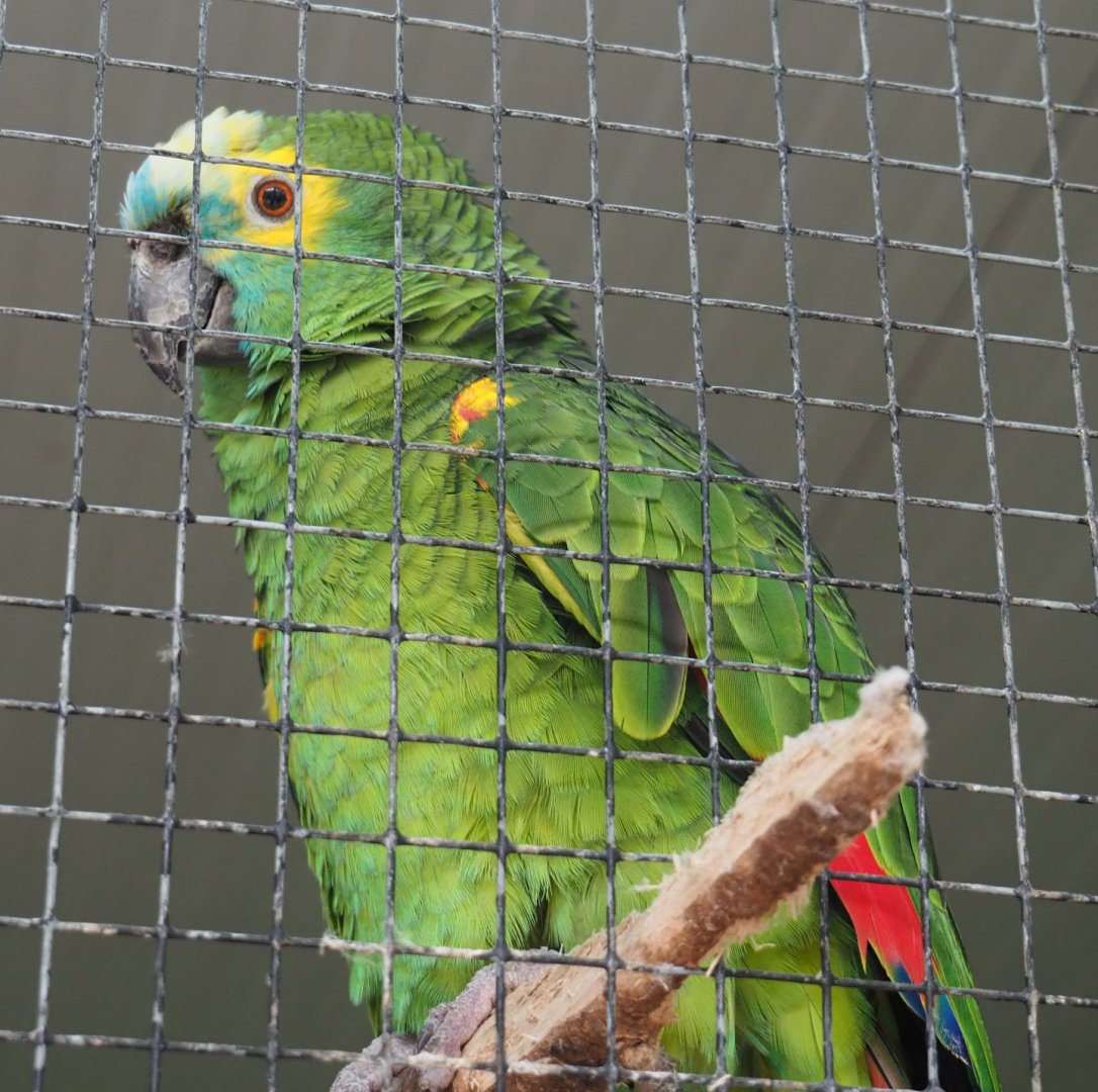 Turquoise-fronted amazon(Amazona aestiva aestiva), 2020-06-20