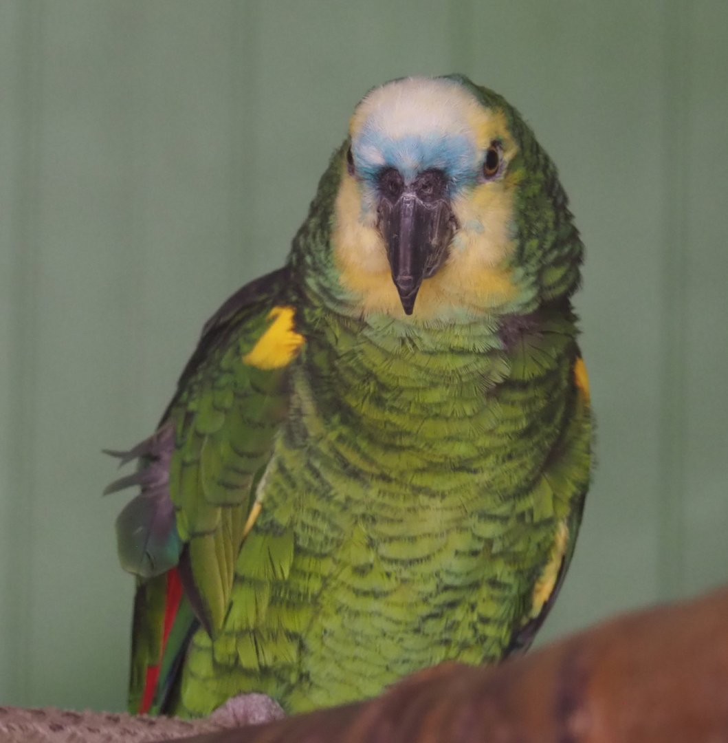 Turquoise-fronted amazon(Amazona aestiva aestiva), 2020-06-20