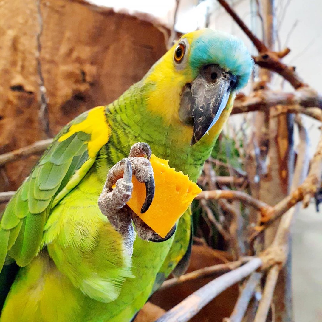 Turquoise-fronted amazon - Amazona aestiva