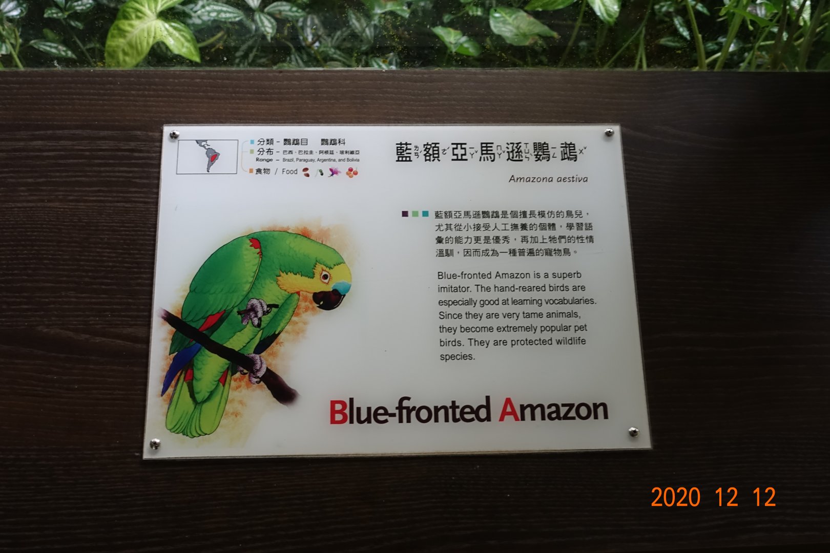 Turquoise-fronted Amazon (Amazona aestiva)