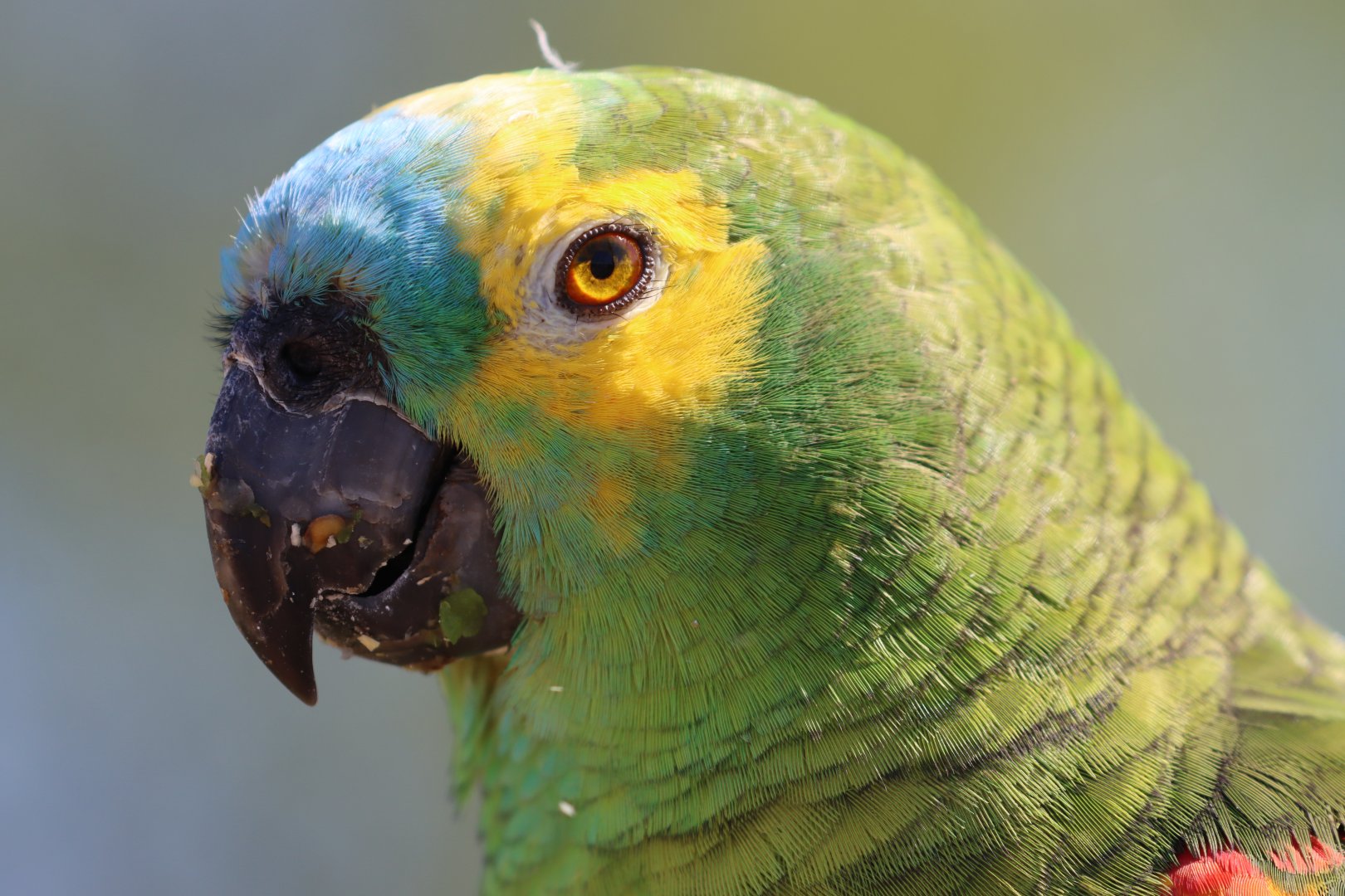 Turquoise-fronted amazon (Amazona aestiva)