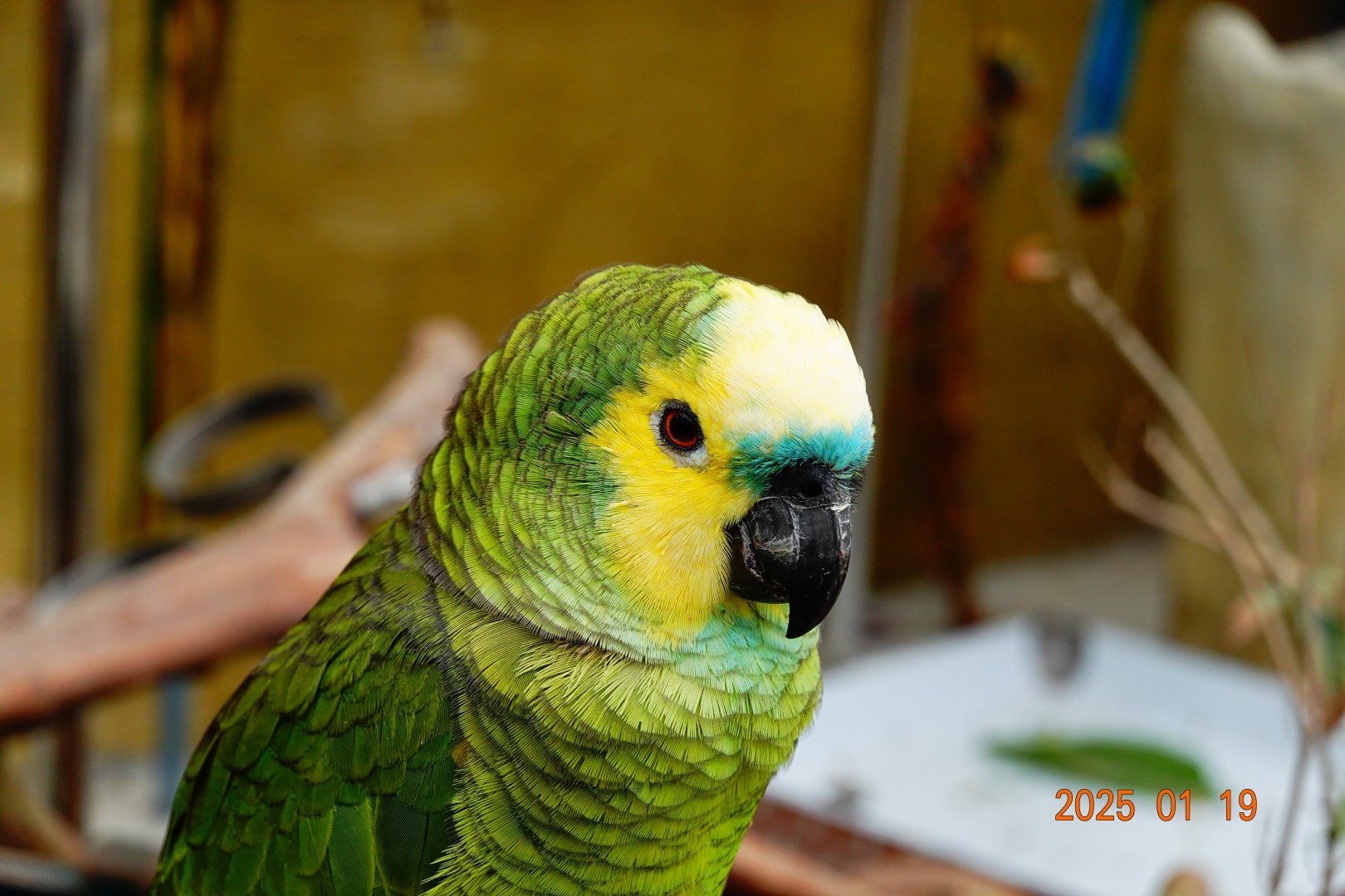 Turquoise-fronted Amazon (Amazona aestiva)