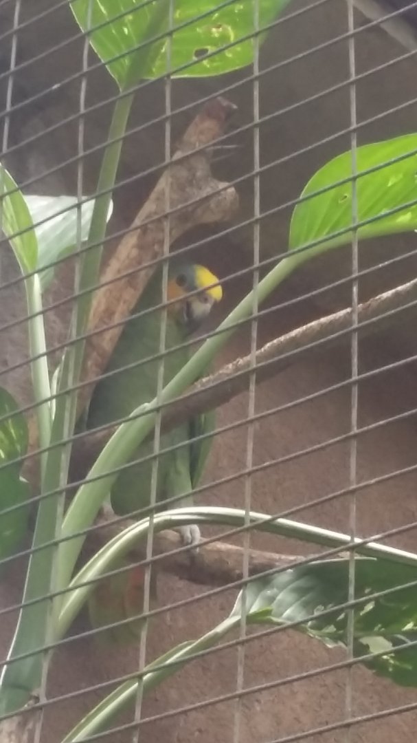 Turquoise-fronted amazon (Amazona aestiva)